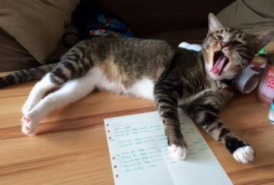 ​查理王小猎犬需要遛几次查理王小猎犬一般多少钱