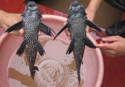 ​清道夫的品种-清道夫的风水学应用