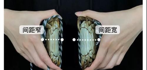 怎样选大闸蟹