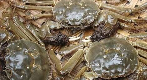 如何挑选大闸蟹，怎样选大闸蟹？图3