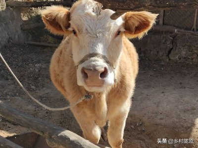 ​养一头牛利润4000以上，是猪的2倍多，为啥养牛的农民少呢？