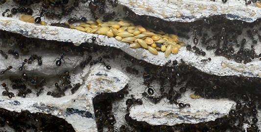 野外防蚂蚁最有效的方法,菜地的蚂蚁用什么方法可以除掉图2