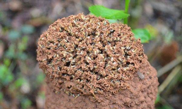 野外防蚂蚁最有效的方法,菜地的蚂蚁用什么方法可以除掉图3