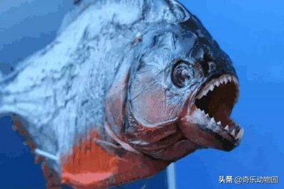 ​亚马逊流域的帕库食人鱼，对女性没有兴趣，喜欢攻击男性的蛋蛋