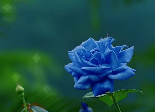 蓝色妖姬代表什么,蓝色妖姬的花语是什么图4