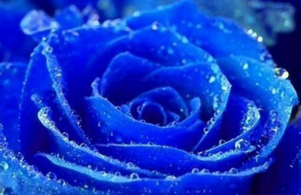 蓝色妖姬代表什么,蓝色妖姬的花语是什么图2