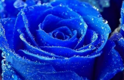 ​蓝色妖姬代表什么,蓝色妖姬的花语是什么