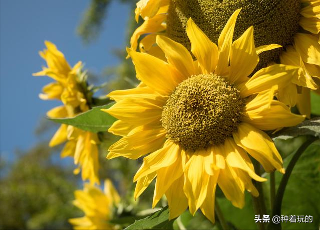 小众有寓意的花(小众的花又惊艳的鲜花推荐)