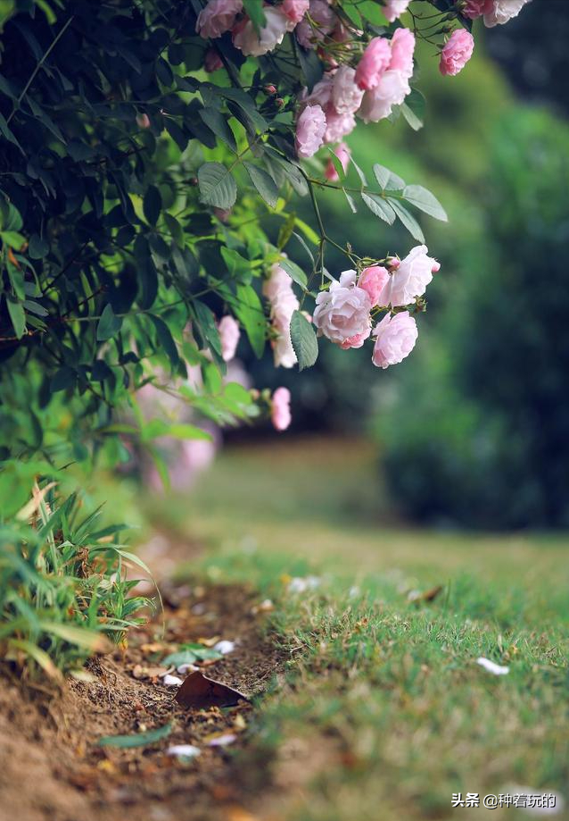 小众有寓意的花(小众的花又惊艳的鲜花推荐)