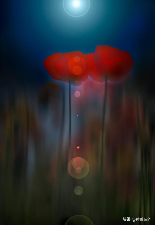 小众有寓意的花(小众的花又惊艳的鲜花推荐)