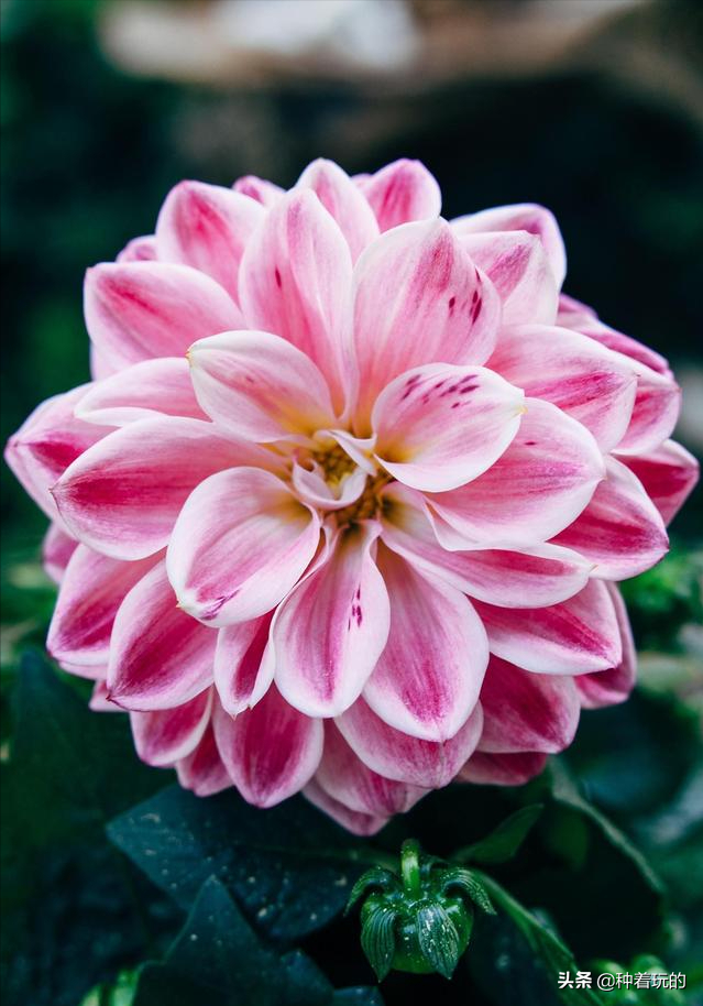 小众有寓意的花(小众的花又惊艳的鲜花推荐)