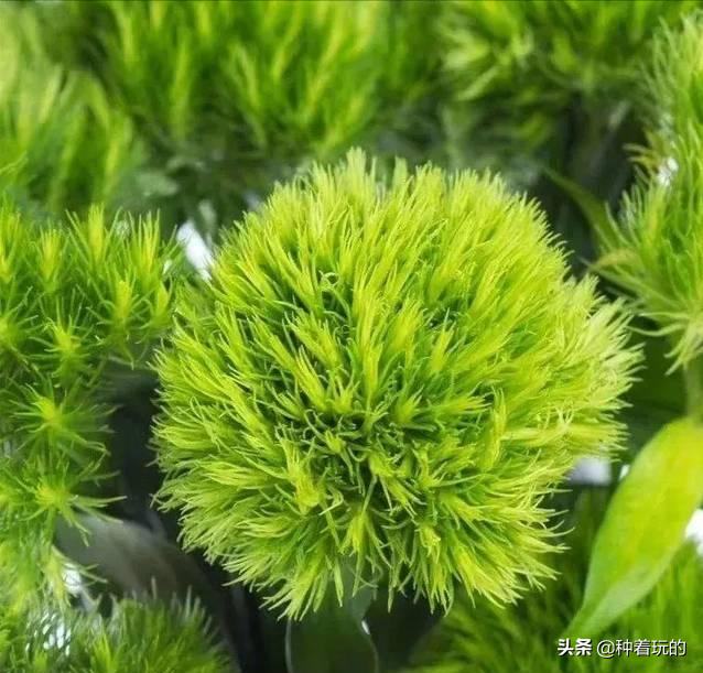 小众有寓意的花(小众的花又惊艳的鲜花推荐)