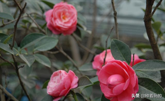 小众有寓意的花(小众的花又惊艳的鲜花推荐)