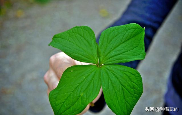 小众有寓意的花(小众的花又惊艳的鲜花推荐)