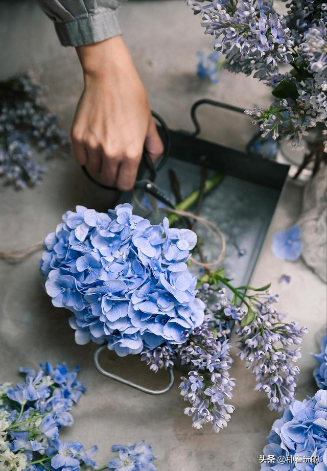 小众有寓意的花(小众的花又惊艳的鲜花推荐)