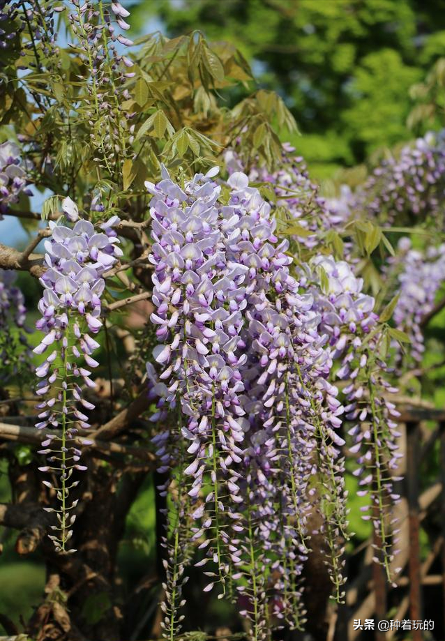 小众有寓意的花(小众的花又惊艳的鲜花推荐)