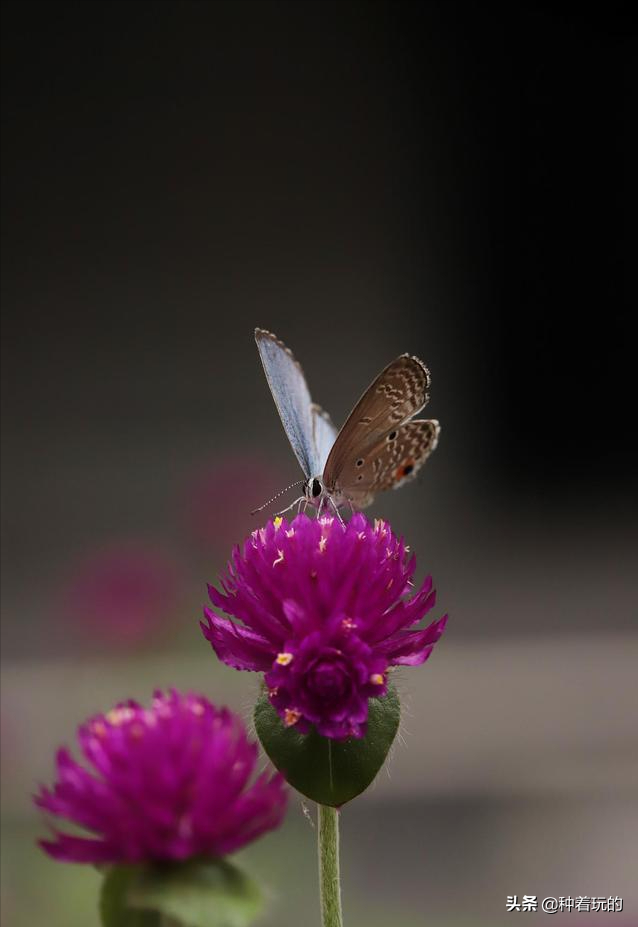 小众有寓意的花(小众的花又惊艳的鲜花推荐)