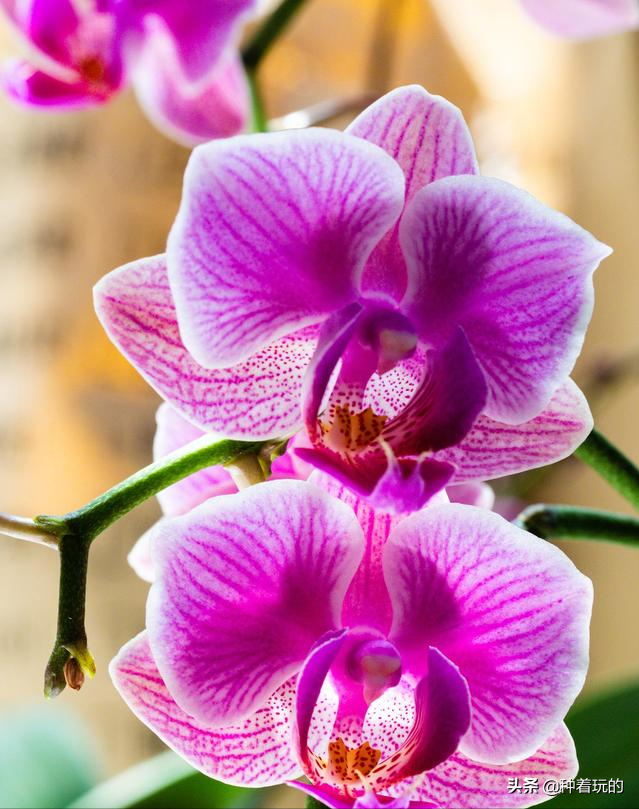 小众有寓意的花(小众的花又惊艳的鲜花推荐)