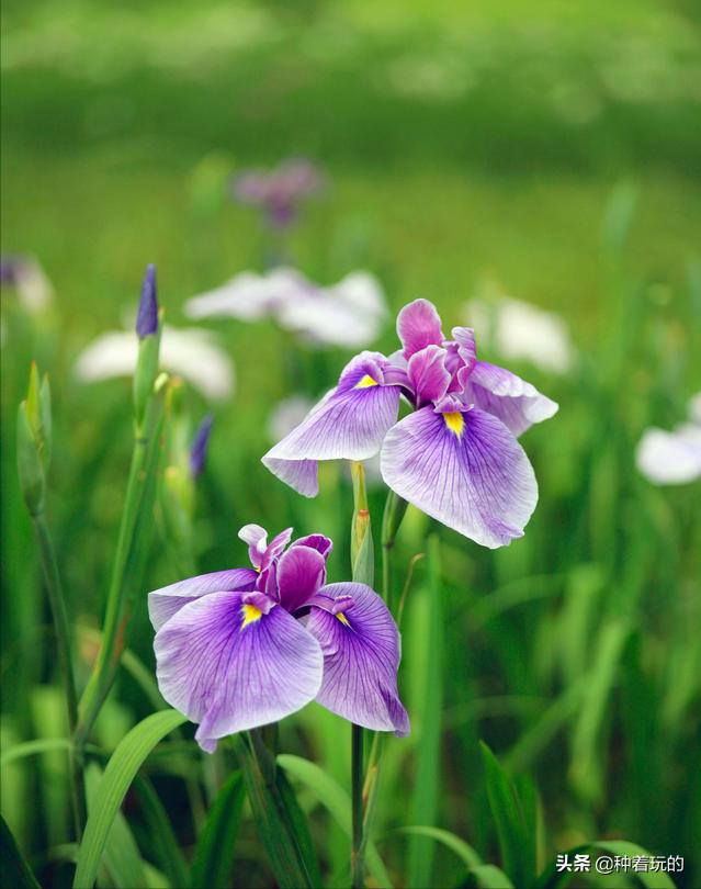 小众有寓意的花(小众的花又惊艳的鲜花推荐)