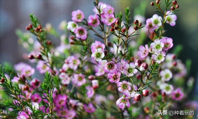 小众有寓意的花(小众的花又惊艳的鲜花推荐)
