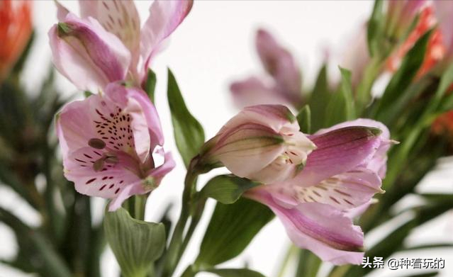 小众有寓意的花(小众的花又惊艳的鲜花推荐)