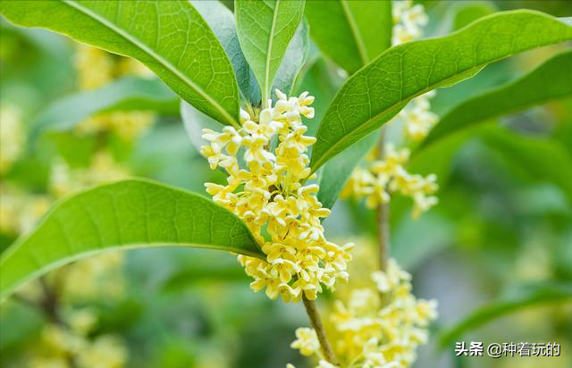 小众有寓意的花(小众的花又惊艳的鲜花推荐)