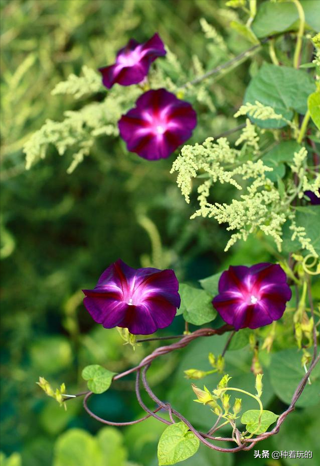 小众有寓意的花(小众的花又惊艳的鲜花推荐)