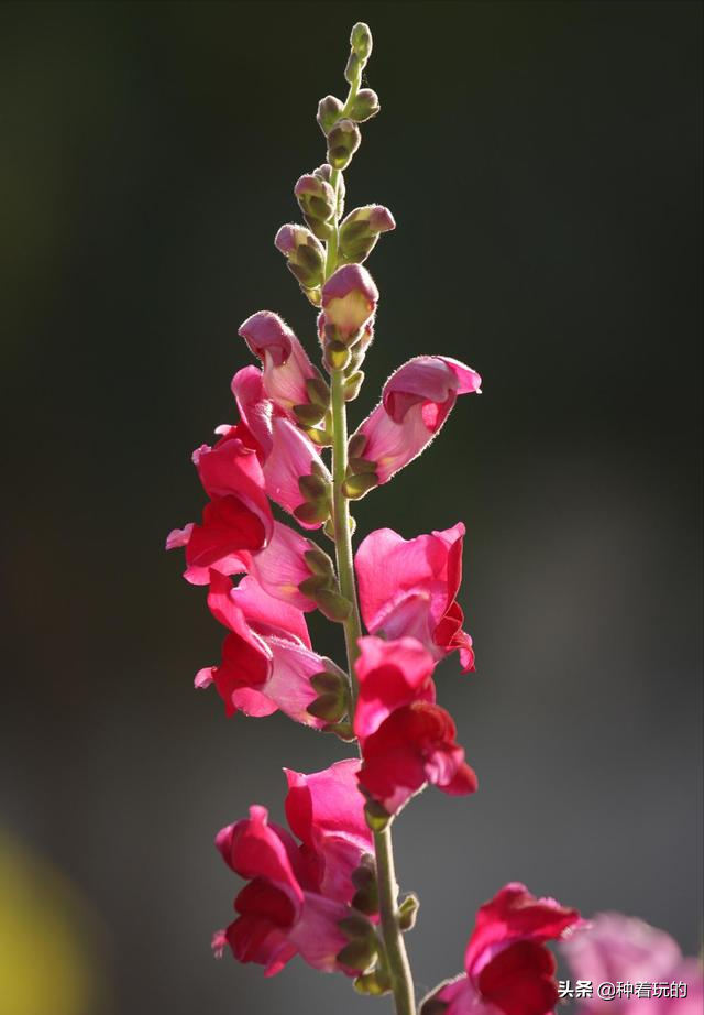 小众有寓意的花(小众的花又惊艳的鲜花推荐)