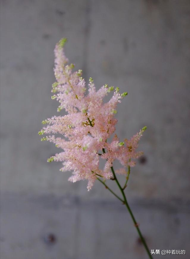 小众有寓意的花(小众的花又惊艳的鲜花推荐)