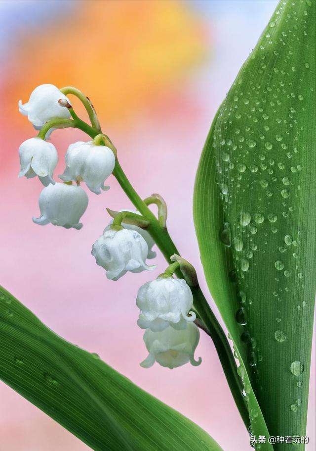 小众有寓意的花(小众的花又惊艳的鲜花推荐)