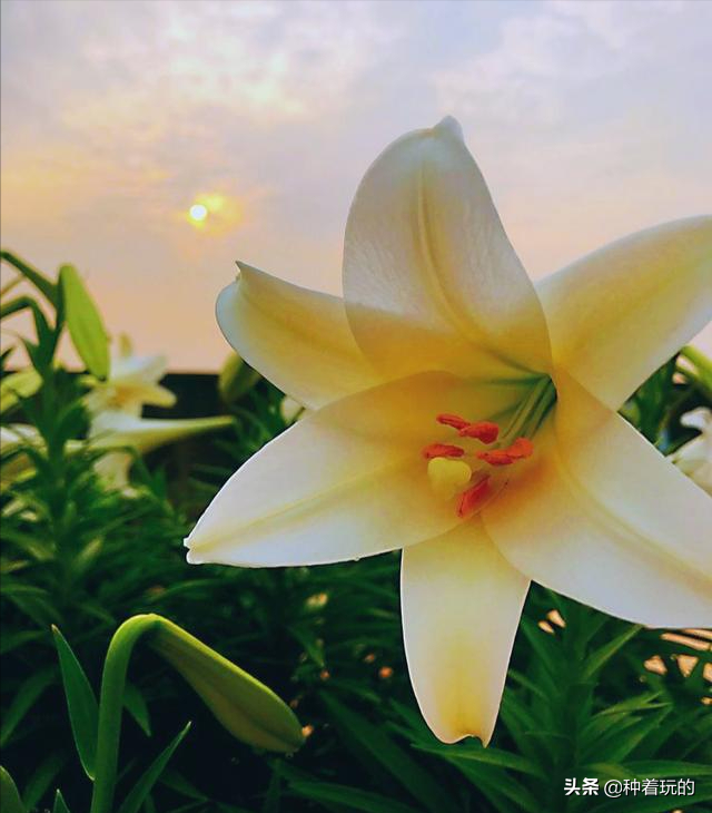 小众有寓意的花(小众的花又惊艳的鲜花推荐)