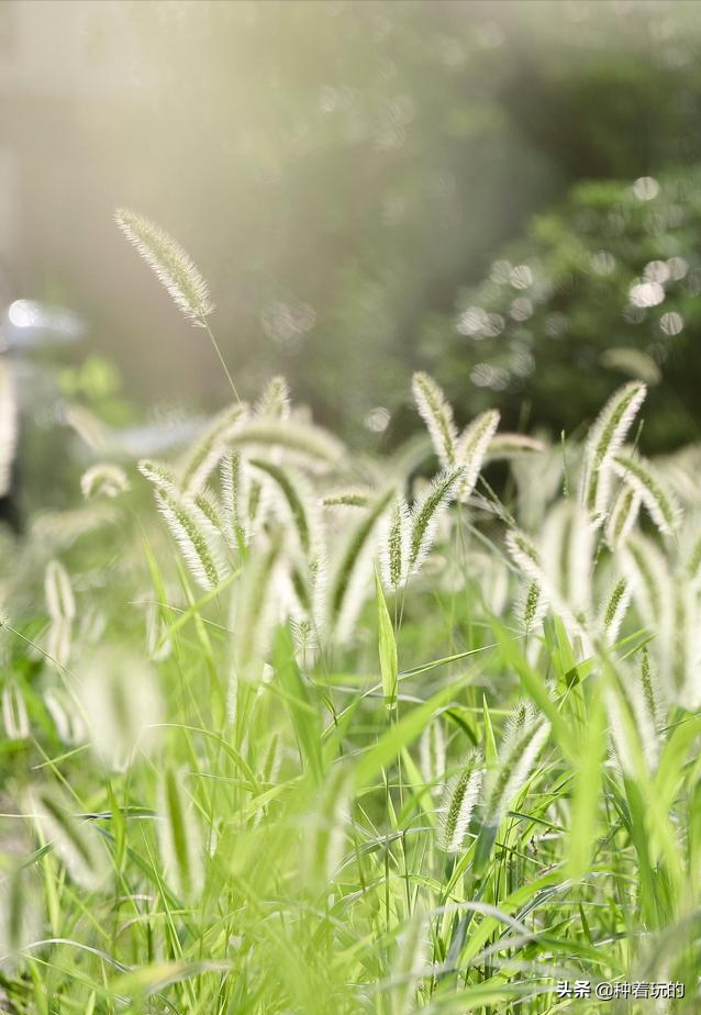 小众有寓意的花(小众的花又惊艳的鲜花推荐)