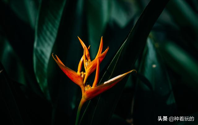 小众有寓意的花(小众的花又惊艳的鲜花推荐)