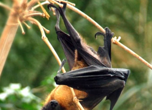 蝙蝠冬天冬眠,蝙蝠会冬天会冬眠吗图1