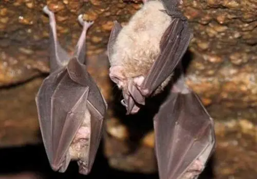 蝙蝠冬天冬眠,蝙蝠会冬天会冬眠吗图4
