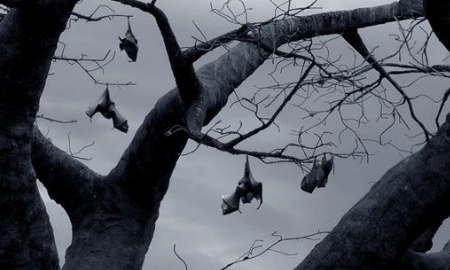 蝙蝠冬天冬眠,蝙蝠会冬天会冬眠吗图3