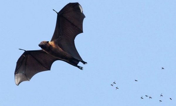 蝙蝠冬天冬眠,蝙蝠会冬天会冬眠吗图2