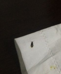 ​蟑螂是黑色的,蟑螂是什么颜色的