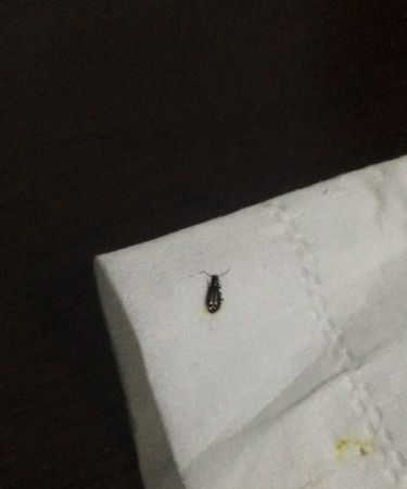 蟑螂是什么颜色的