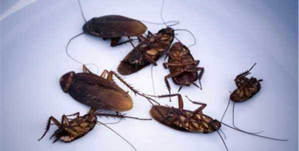 蟑螂是黑色的,蟑螂是什么颜色的图3