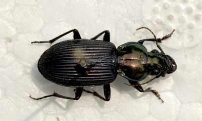 蟑螂有什么颜色