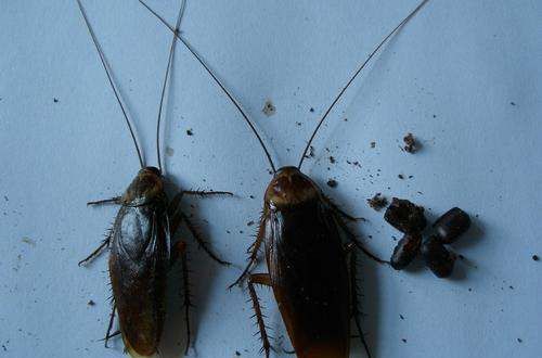 蟑螂是黑色的,蟑螂是什么颜色的图6