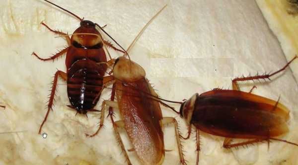 蟑螂是黑色的,蟑螂是什么颜色的图4