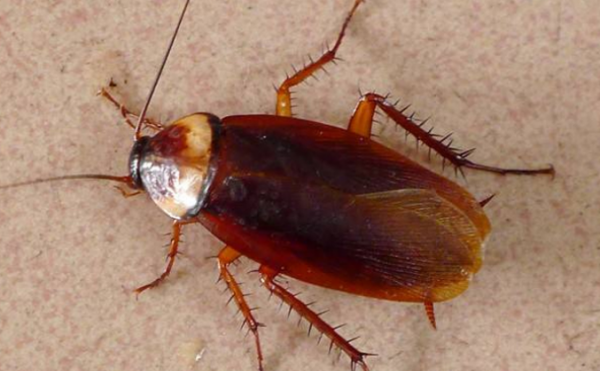 蟑螂是黑色的,蟑螂是什么颜色的图7