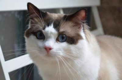 ​折耳猫骨骼病手术切骨头