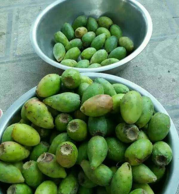 仙人掌果的功效与作用,仙人掌的果实图4