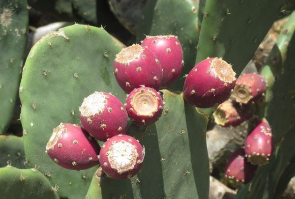 仙人掌果的功效与作用,仙人掌的果实图7