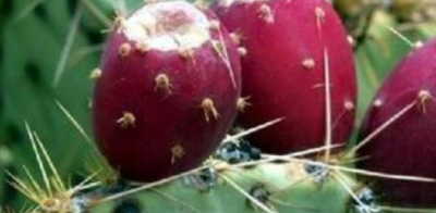 ​仙人掌果的功效与作用,仙人掌的果实