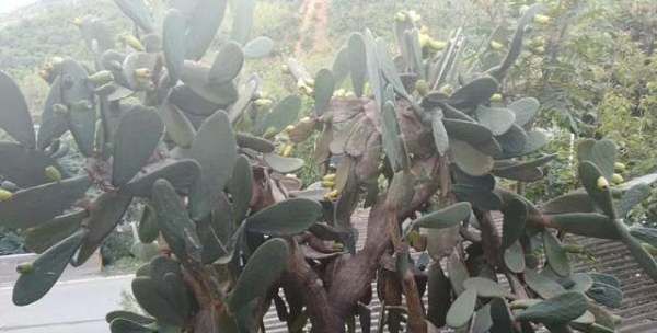 仙人掌果的功效与作用,仙人掌的果实图3