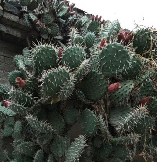 仙人掌果的功效与作用,仙人掌的果实图5